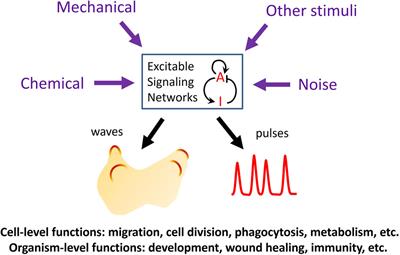 Editorial: Self-organizing and excitable signaling networks in cell biology